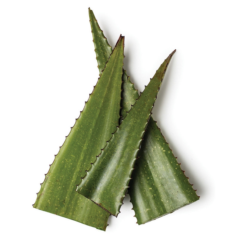 Aloe Vera Extrakt (25%)
