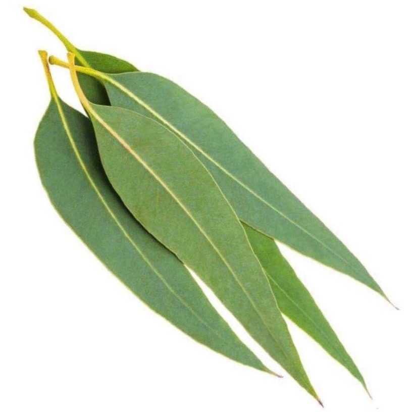 Eterisk Eukalyptusolja (100%)
