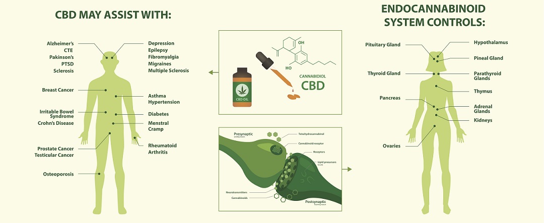 Hur det endocannabinoida systemet interagerar med CBD