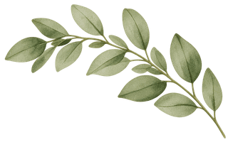 Dekorativ gren – transparent PNG