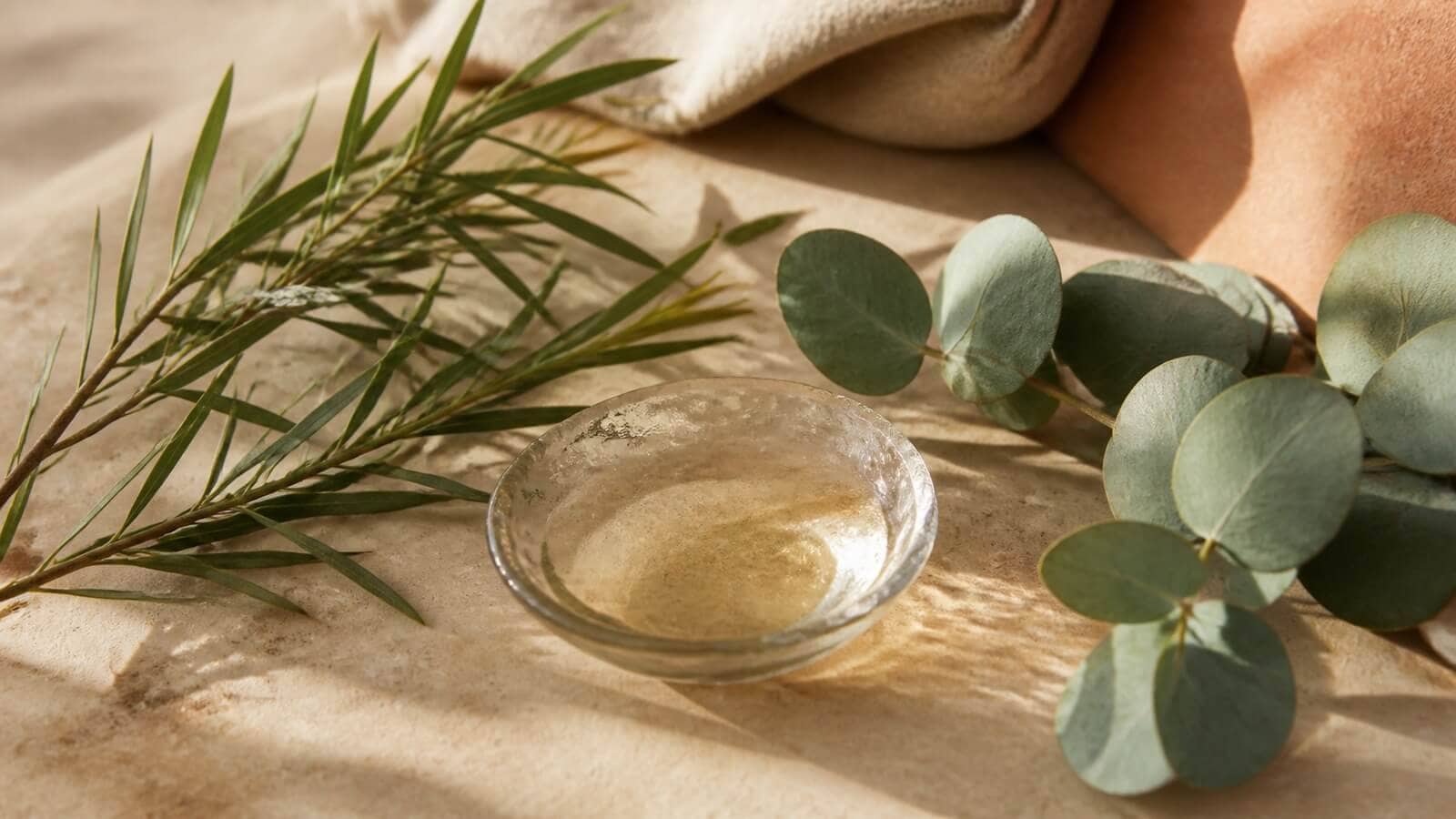 terpinen-tea-treeolja-eukalyptusolja Tea tree-blad och eukalyptusblad bredvid eterisk olja som källor till terpinen